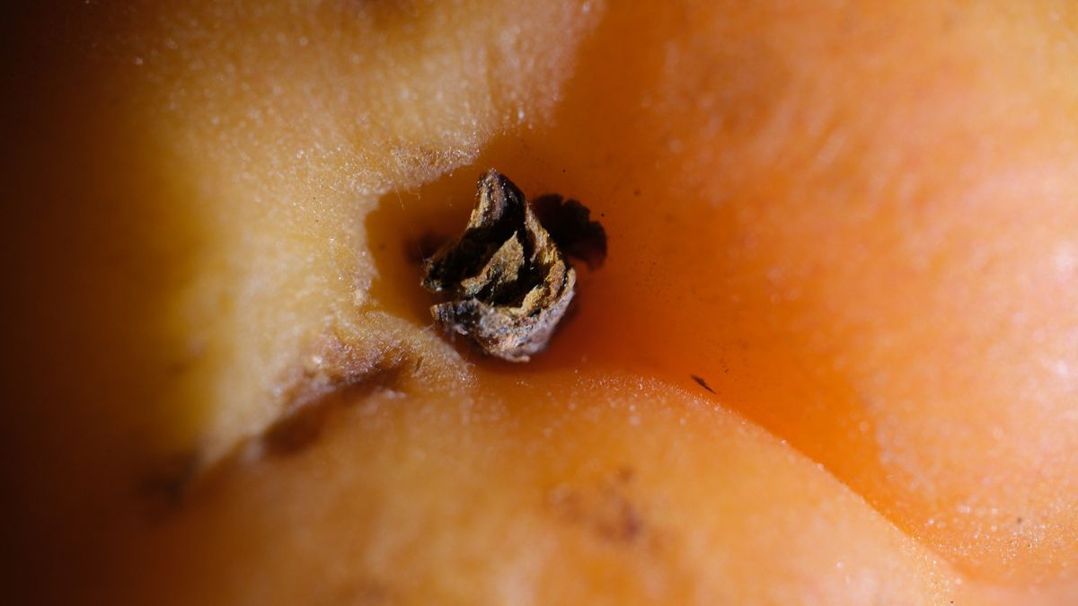Ripe apricot stalk details
Fruit, background
Stefano Madrigali