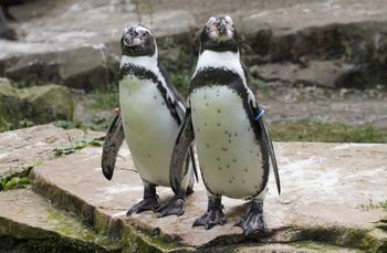 Ich liczba stale maleje. Są o krok od całkowitego wyginięcia