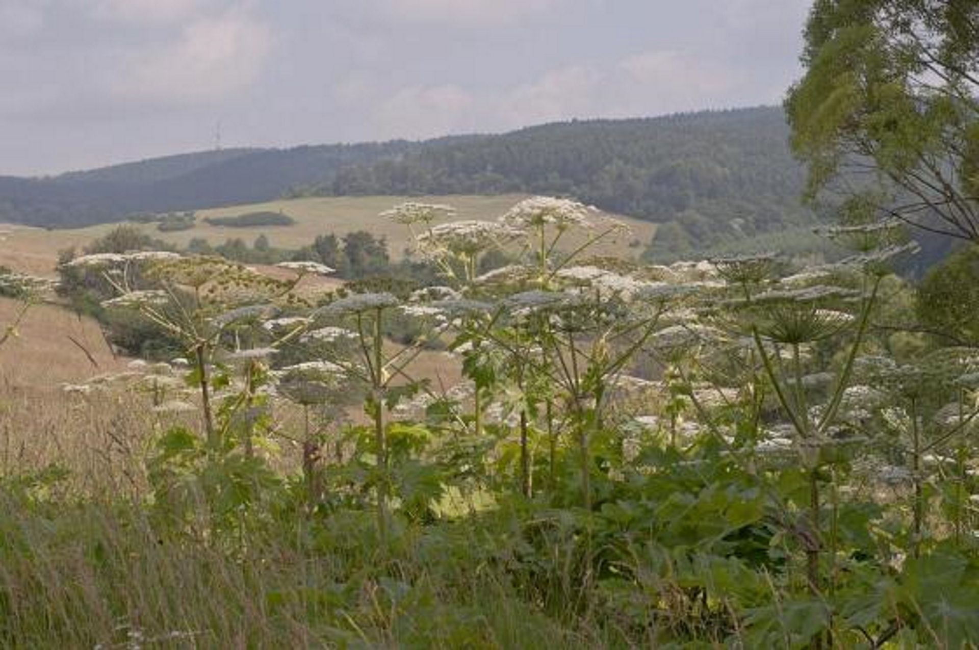 Die Highlanders werfen ihre Hände in die Luft.  Sie müssen die gefährliche Pflanze selbst bekämpfen