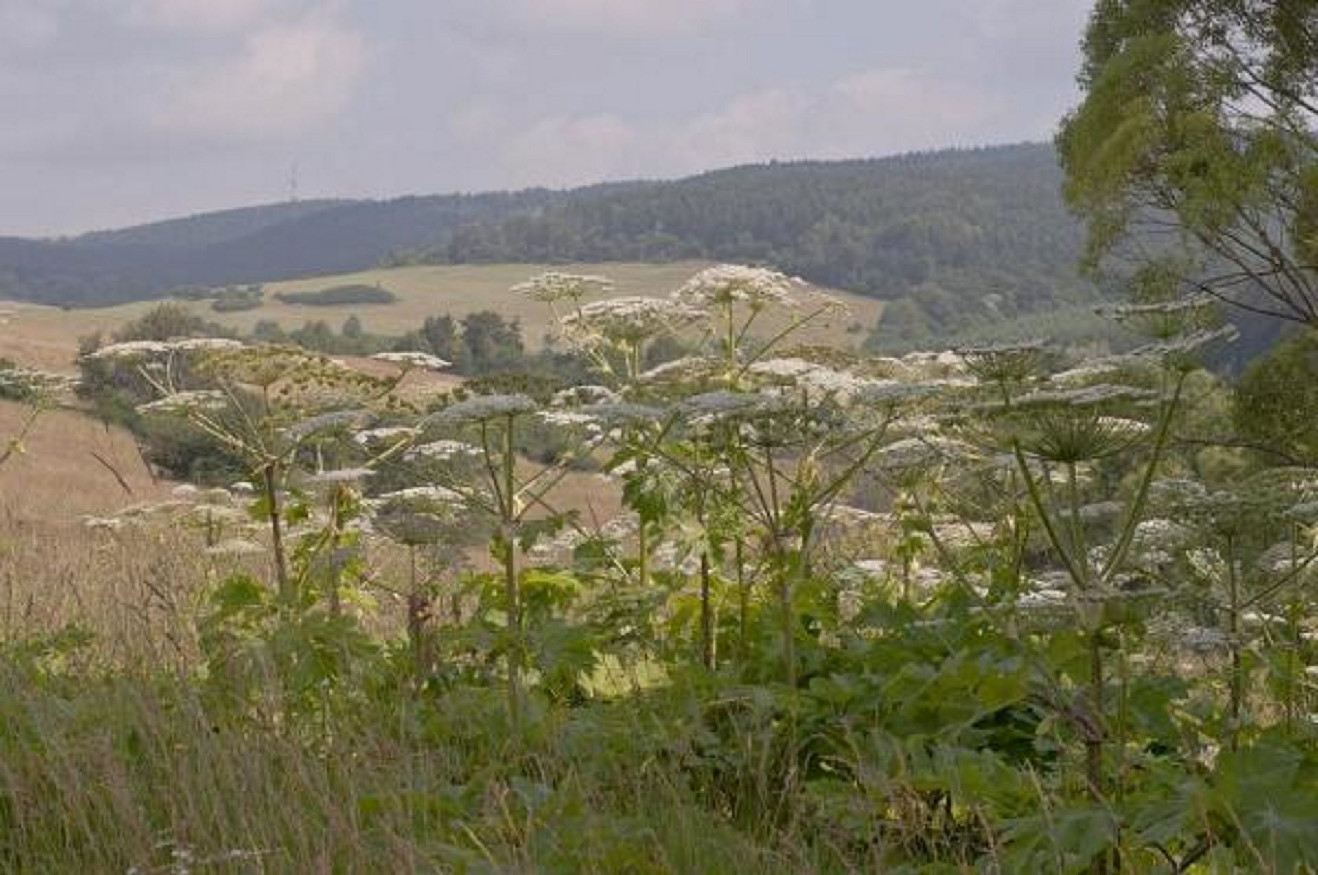 Die Highlanders werfen ihre Hände in die Luft.  Sie müssen die gefährliche Pflanze selbst bekämpfen