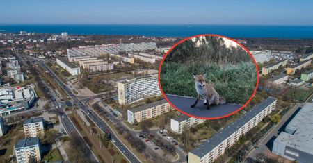 Na gdańskim osiedlu boją się wychodzić z psami. Rada dzielnicy ostrzega