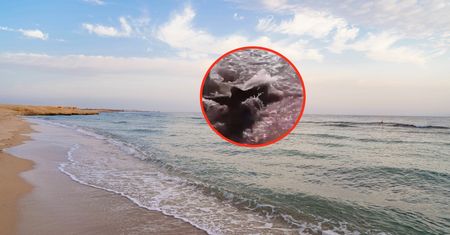 Plaże w Hurghadzie zamknięte. Wideo z rekinem obiegło sieć