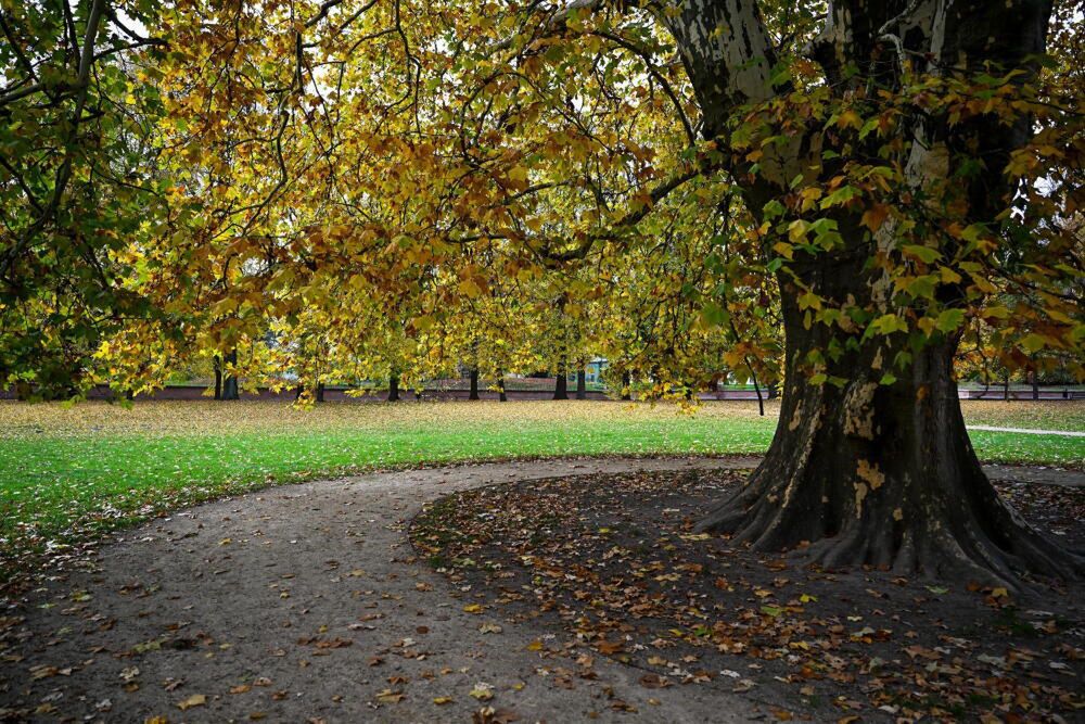Naukowcy: drzewa gubią liście wcześniej niż zwykle