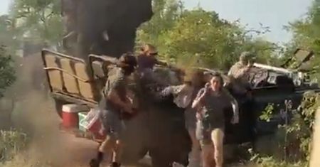 Sceny grozy. Wściekły słoń zaatakował turystów na safari