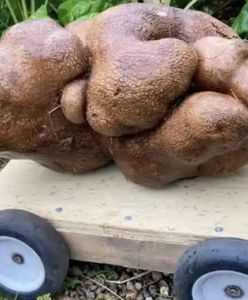 Rekordowy ziemniak to nie ziemniak. Odkrywcy w rozpaczy