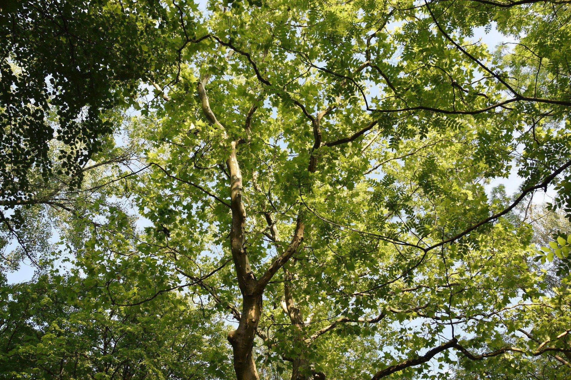 Park im. Mieszkańców Heiloo w Świętochłowicach