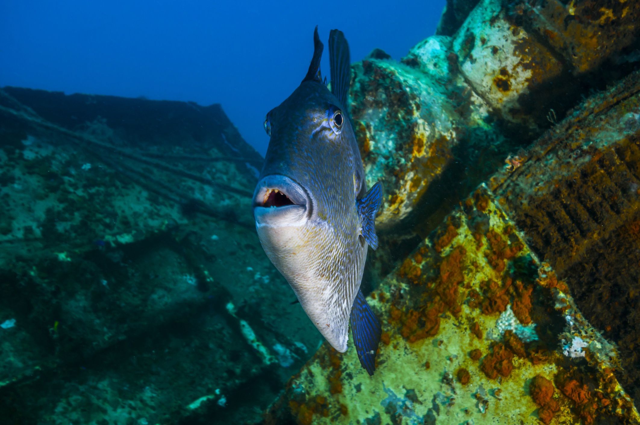 Balistes capriscus