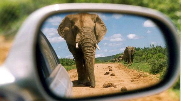 O tym, jak powiększyć mysz do rozmiarów słonia 1