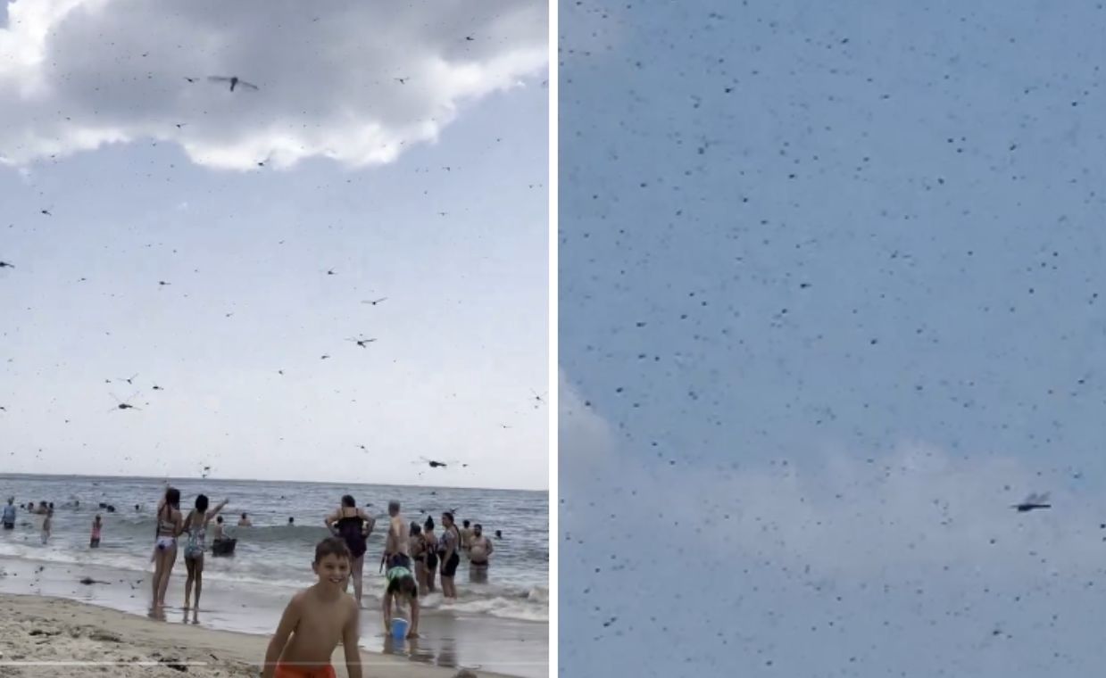 Dragonfly swarm causes chaos at Rhode Island beach