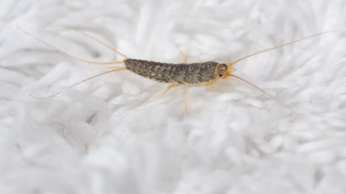 Ziemniaki są skuteczne w walce z rybikami cukrowymi