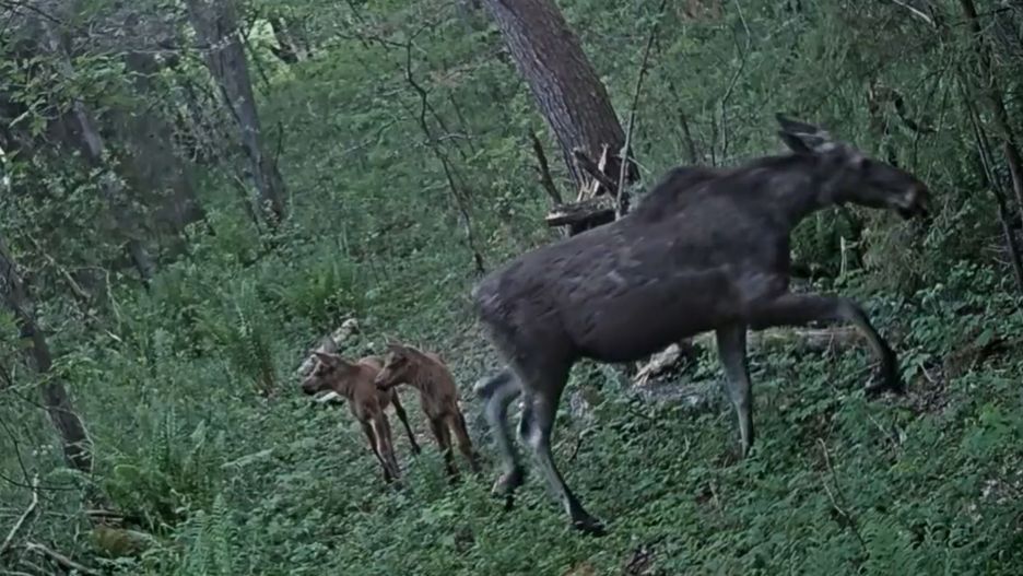 Leśnikom udało się nagrać młode łosie 