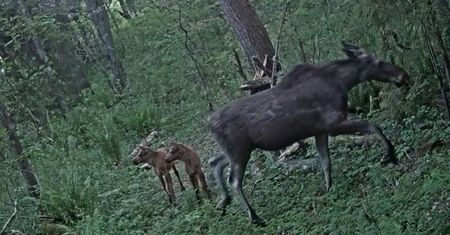 Leśnicy pokazali nagranie. Taki widok nie zdarza się często