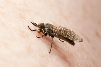 Komary to przy niej anioły. Pojawia się znikąd i atakuje z zaskoczenia