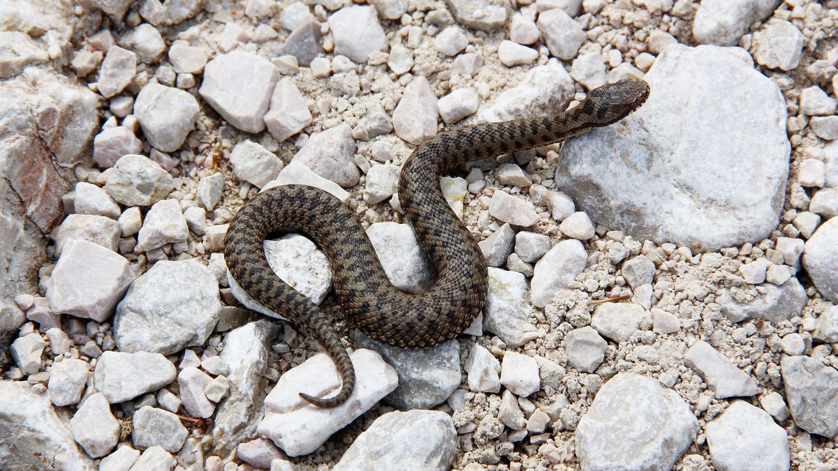 Turysta cudem uniknął ukąszenia 