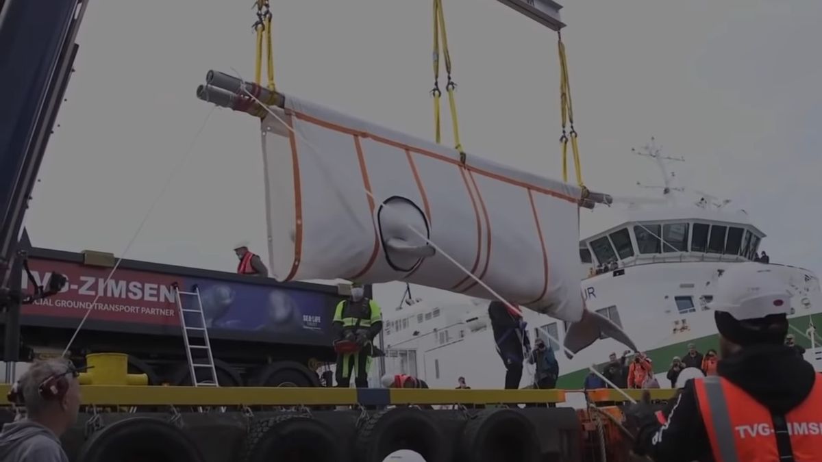 Po latach niewoli w końcu trafiły na wolność. Dwie białuchy zyskały nowe życie 1