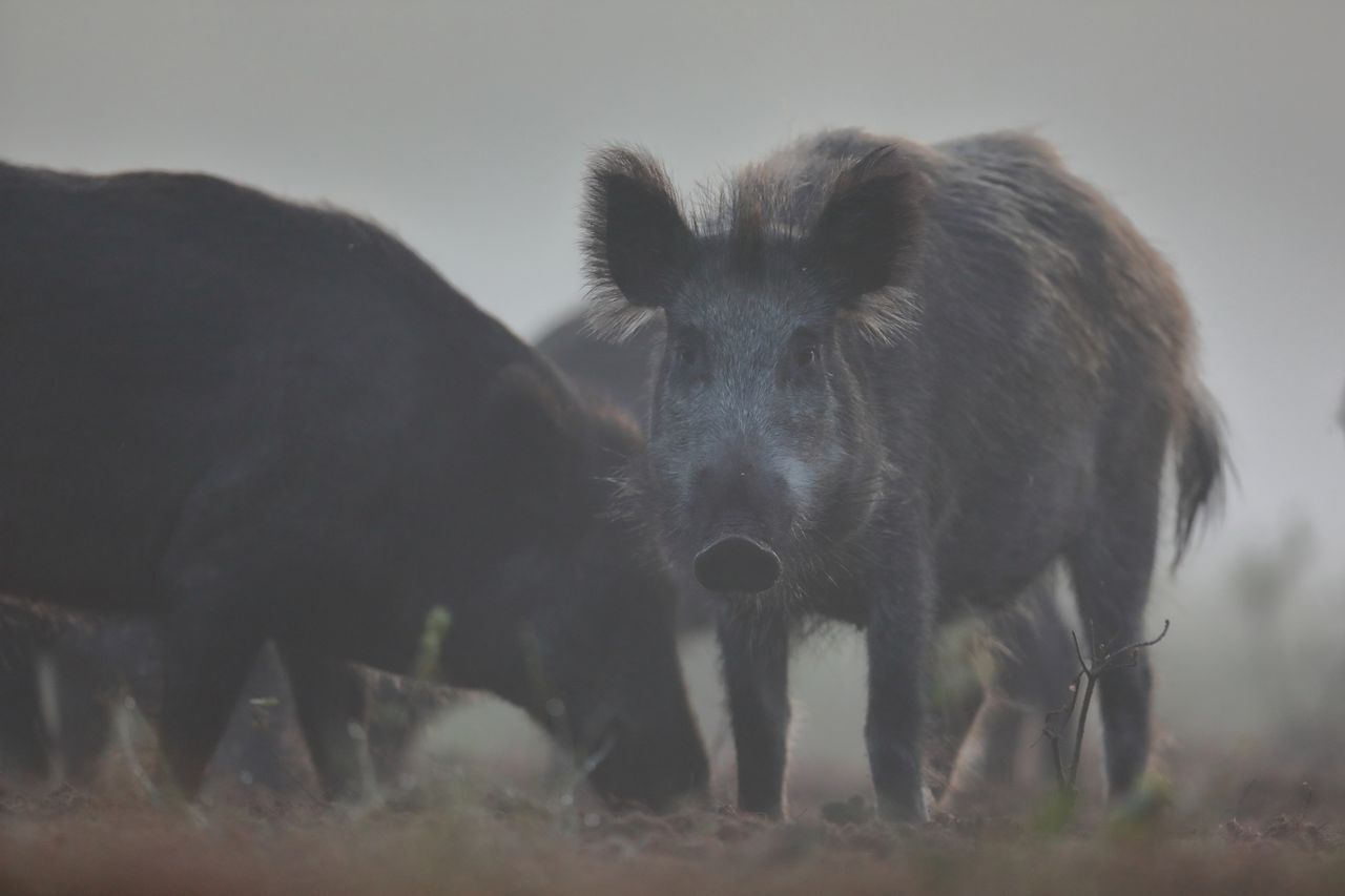 Pleśna: Dziki niszczą pola uprawne