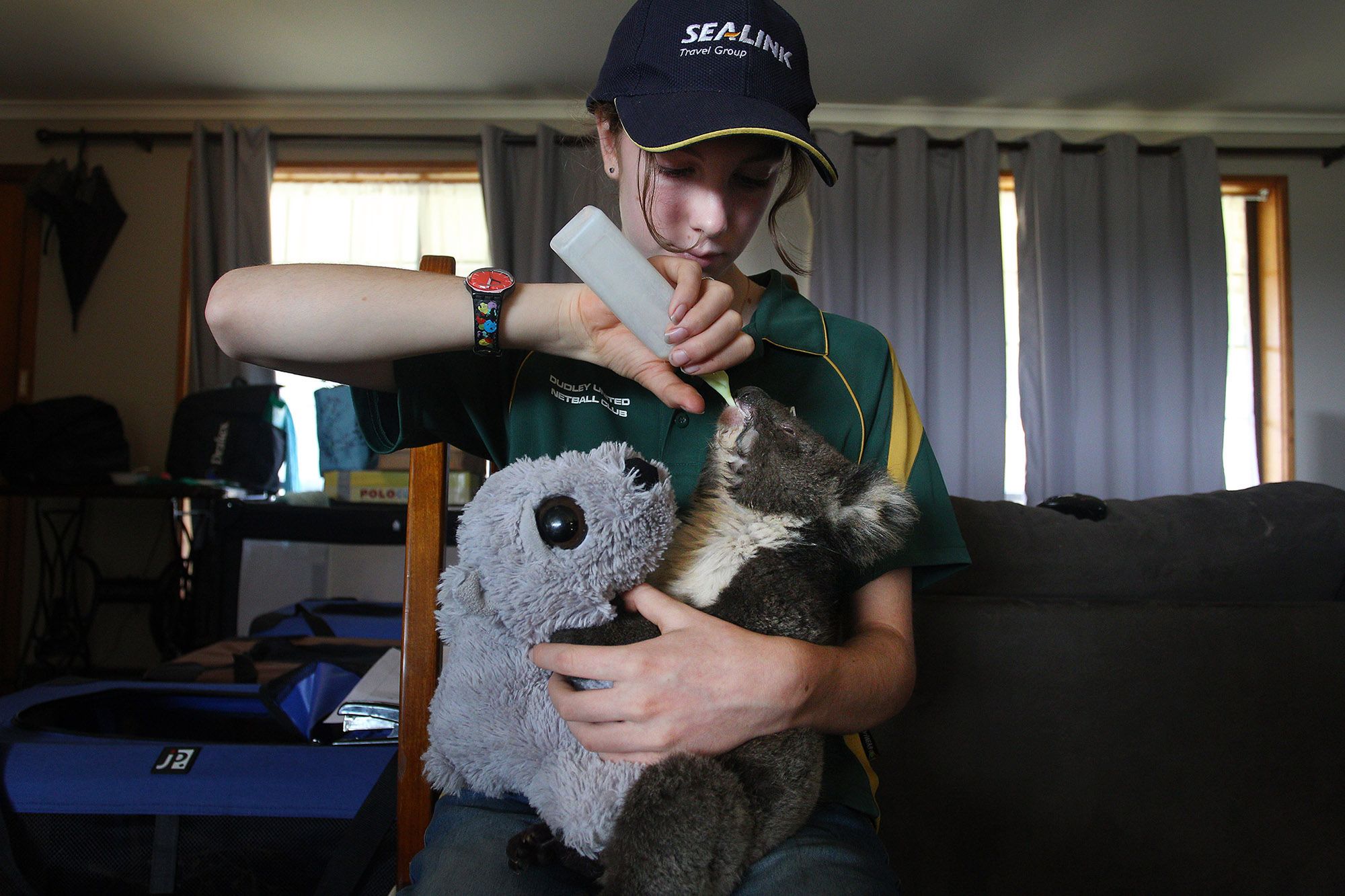 Koale uratowane z pożarów w Australii mają dobrą opiekę 2