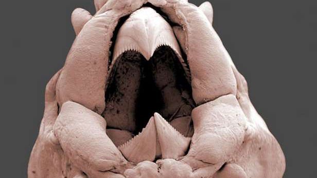 Przerażające bestie spod mikroskopu 1