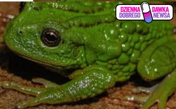 Niezwykła żaba odkryta w Peru. Nie zgadniesz, gdzie nosi jaja