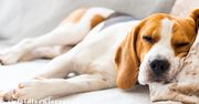 Pies rasy beagle — co warto wiedzieć? Czy To pupil Dla Ciebie?