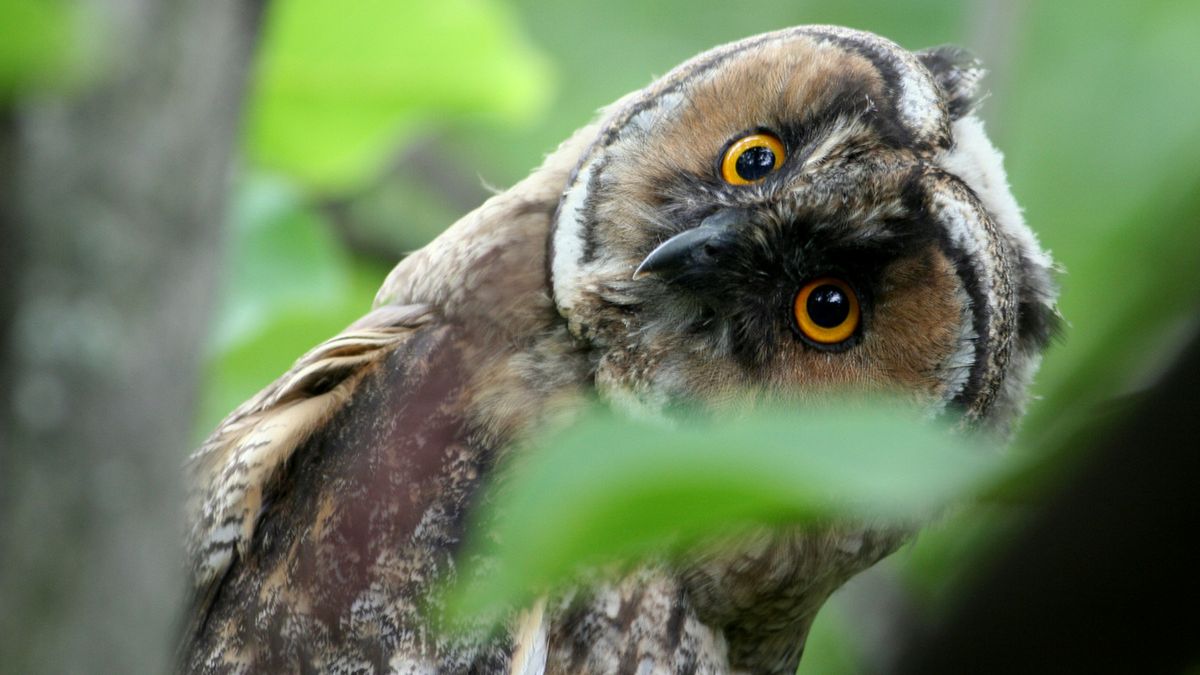 Pytamy fotografów, jak robić zdjęcia ptakom [poradnik] 1