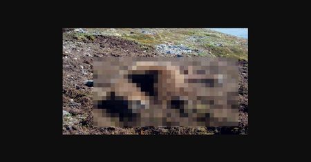 Martwy niedźwiedź. Atak hakerów po sprzedaży fabryki ciągników