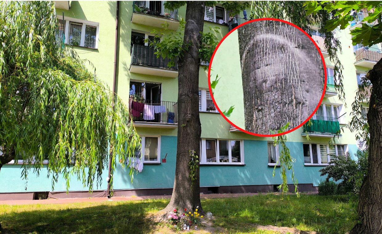 Drzewo w Parczewie