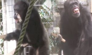 Grał jak zawodowiec. To zmienia spojrzenie na ewolucję muzyki