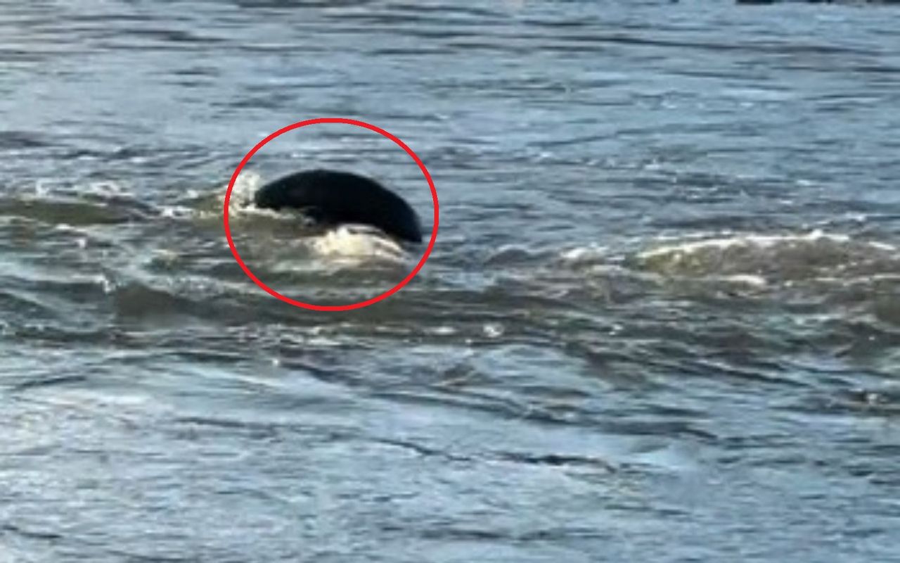 Nagranie znad Odry. To jednak nie foka? Mnożą się pytania