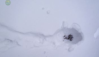 Pokazali ślad w śniegu. Leśnicy apelują. "Szanujmy"