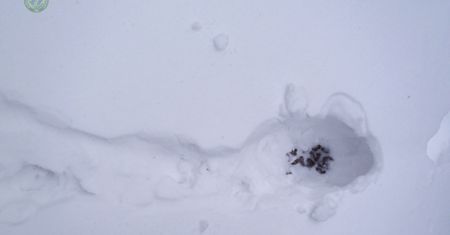 Pokazali ślad w śniegu. Leśnicy apelują. "Szanujmy"