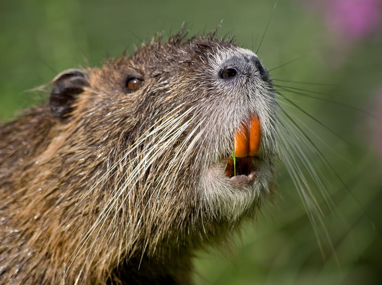 Beavers enlisted to revive British Columbia's drying swamps