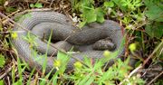 Obawiają się inwazji węża Eskulapa. W Polsce jest zagrożony wyginięciem