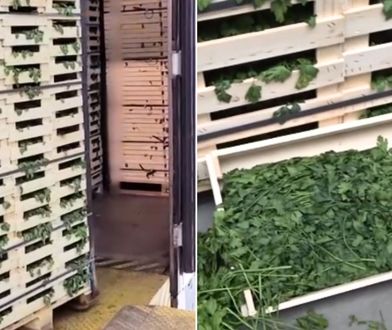 Odkrycie w ciężarówce. Kierowca nie przewoził tylko natki pietruszki