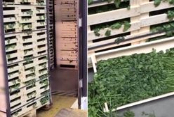 Odkrycie w ciężarówce. Kierowca nie przewoził tylko natki pietruszki