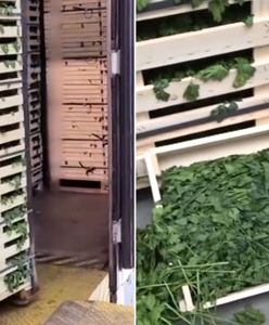 Odkrycie w ciężarówce. Kierowca nie przewoził tylko natki pietruszki