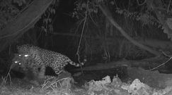 Jaguar kontra ocelot. Fotopułapka zarejestrowała coś przerażającego