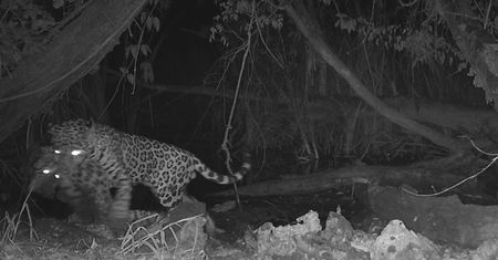 Jaguar kontra ocelot. Fotopułapka zarejestrowała coś przerażającego