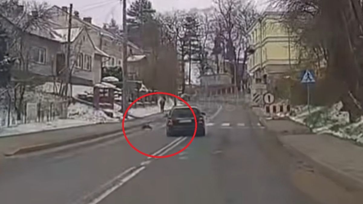 Kontrowersyjne nagranie. Czy kierowca chciał rozjechać kota?