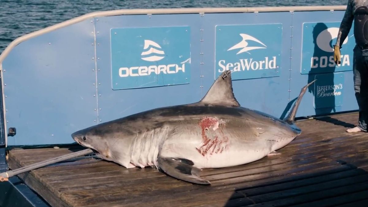 Ogromna samica została zaatakowana przez jeszcze większego drapieżnika