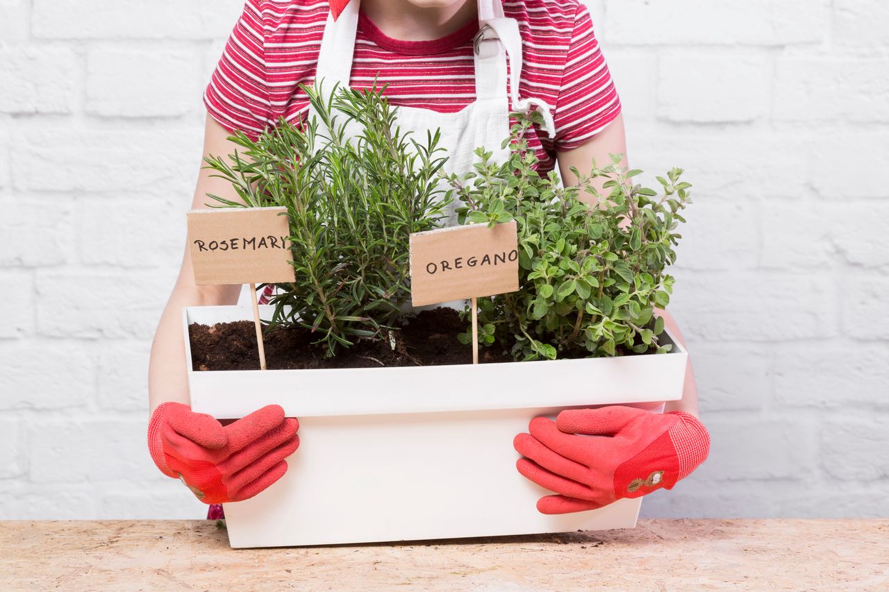 You still have time to plant rosemary on the balcony.