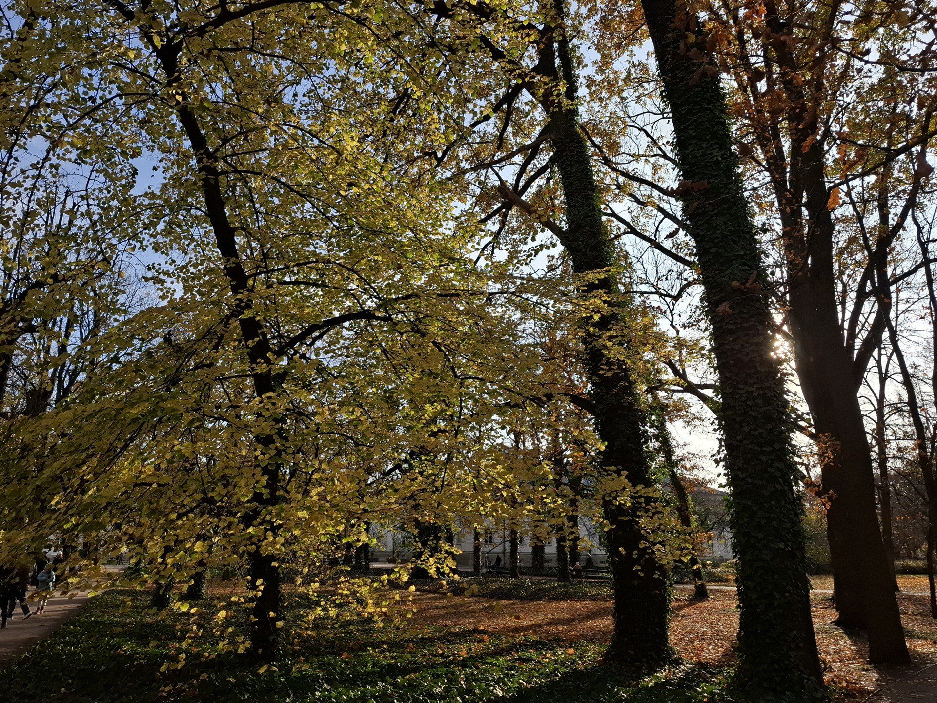 Łazienki Królewskie jak z filmu. Alejki pokryły się złotem jesieni. Jest przepięknie