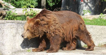 Niedźwiedzice przeniesione do środka zoo. Budzą się po narkozie