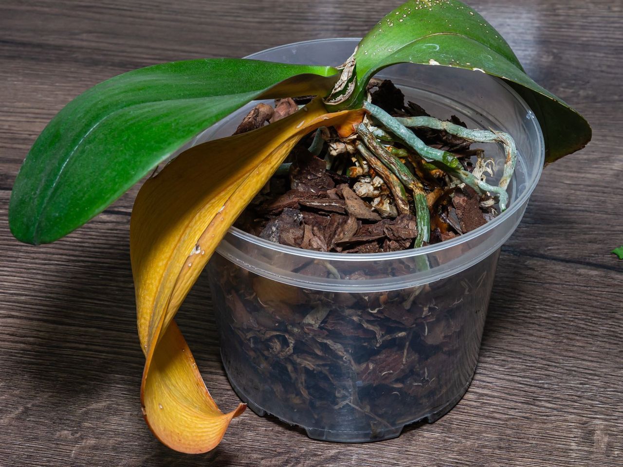 Jak zrobić nawóz do storczyka? 