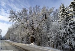 Zagrożenie w lasach. Wydano okresowy zakaz wstępu