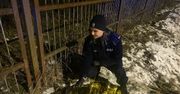 Uratowali rannego bobra. Okryli go kocem termicznym