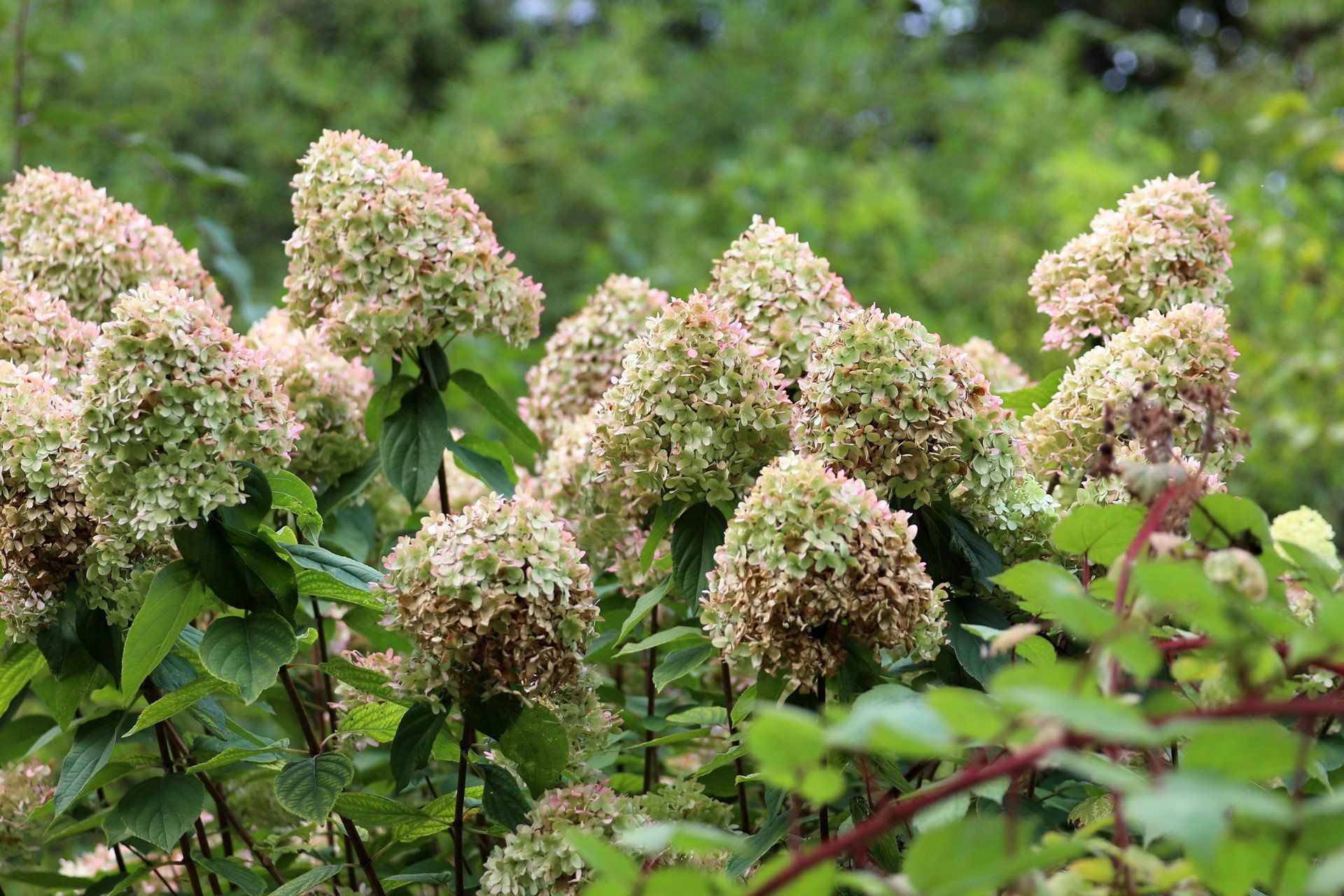 Jesień w ogrodzie botanicznym to nie tylko uczta dla oczu, ale i chwila wytchnienia, szczególnie w weekend. Feeria kolorów przyciągała zarówno miłośników fotografii, jak i tych, którzy po prostu chcieli nacieszyć się jeszcze wielobarwną naturą.