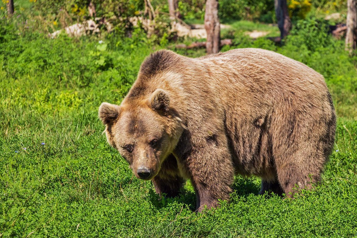 Niedźwiedź grasuje po gminie Uście Gorlickie