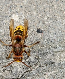 Szerszenie azjatyckie w Niemczech. Eksperci alarmują