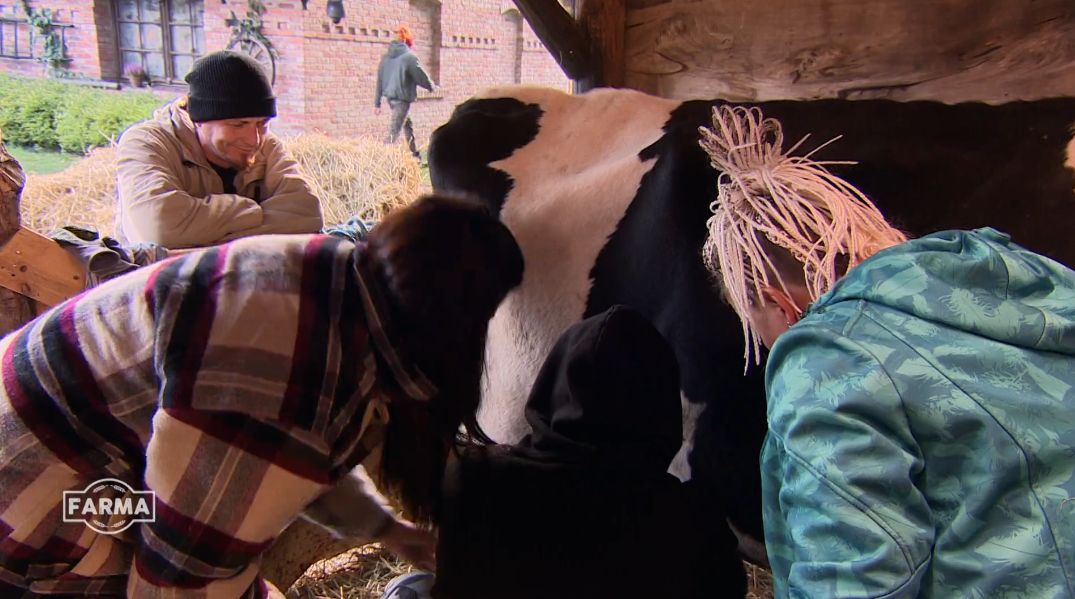 "Farma": Uczestnicy mierzą się z dojeniem krowy. "Najważniejsze jest to, żebyś sobie zmoczył"